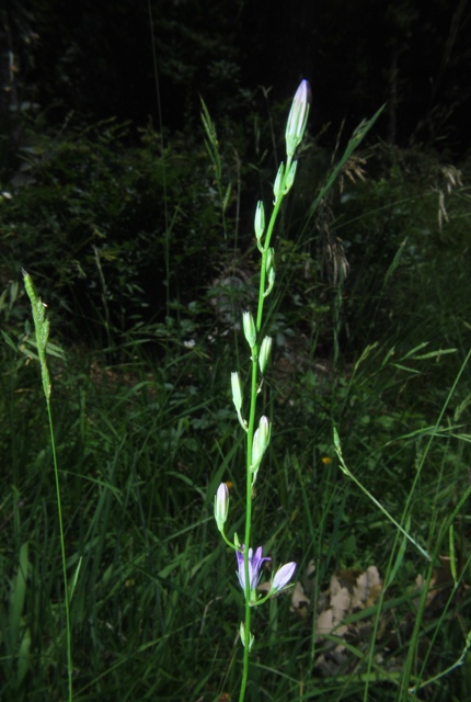 Campanula rapunculus